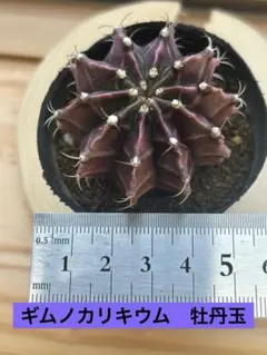 ギムノカリキウム　牡丹玉　実生　1個のサムネイル