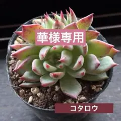 華様 リクエスト 2点 まとめ商品