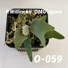 P.willinckii OMG spore - メルカリ