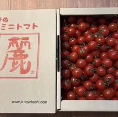 高糖度9°以上　麗 ミニトマト Mサイズ 1kg箱のサムネイル