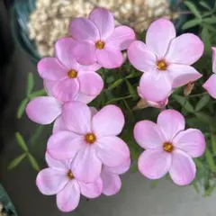 しまさん様 リクエスト 2点 まとめ商品