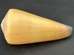 貝殻標本　オトメイモガイ　Conus Virgiconus 7.15cm