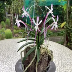 洋ラン 原種 セイデンファデニア ミトラタ - メルカリ