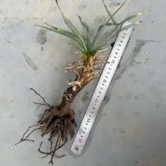 ユッカロストラータ 観葉植物 ドライガーデン 抜き苗発送 - メルカリ