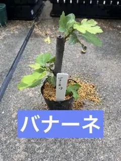 【17】イチジク　バナーネ　挿し木苗　無農薬　根鉢ありのサムネイル