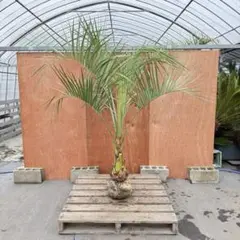 2026年最新】ココスヤシ シルバーの人気アイテム - メルカリ