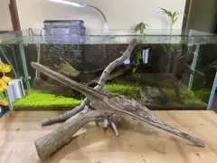 日本海流木3点セット