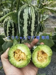 こうちゃんママ 様 専用