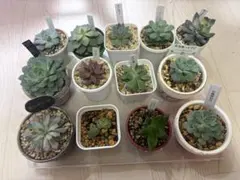 おらいさん 原種 緑札 希少 ザラゴーサspノバ カット苗 - メルカリ