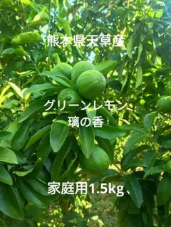 熊本県天草産見た目の悪いグリーンレモン 璃の香 原料用3kg - メルカリ
