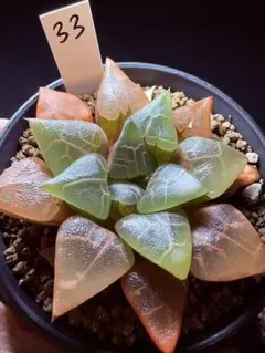 多肉植物 ハオルチア コレクタ アテナ 鉢のまま - メルカリ