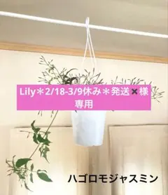 ハゴロモジャスミン①ハンギング鉢付き‼️4号　約26㎝　第4種郵便※鉢ごと発送‼️