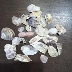 貝殻セット 28個 ハンドメイド素材