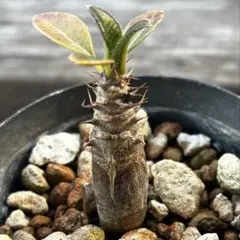 2026年最新】パキポディウム ウィンゾリーの人気アイテム - メルカリ