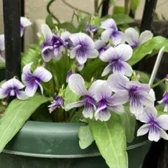 すーさん様 リクエスト 2点 まとめ商品