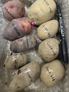 2026年最新】グランドペチカの人気アイテム - メルカリ