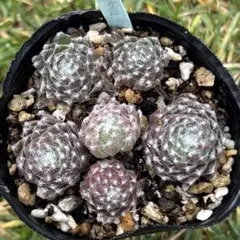 ねこのみみ様 リクエスト 3点 まとめ商品