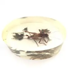 ペーパーウェイト　キリギリスの樹脂封入標本／値下げしました