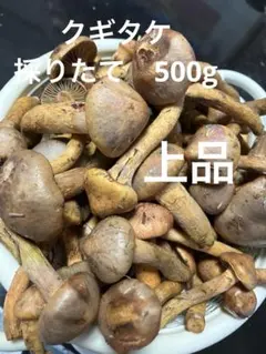⭐︎信州産⭐︎天然きのこ ハタケシメジ 畑しめじ1kg超え - メルカリ