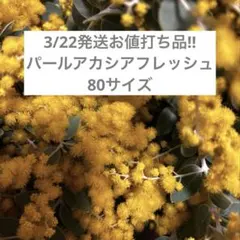 3/22発送お値打ち品‼︎ パールアカシア ミモザ フレッシュ 80サイズ