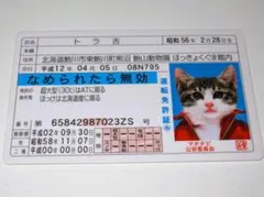 【なめ猫 免許証風 ブロマイド トラ吉】なめんなよ猫 なめねこ 青 癒やし 猫