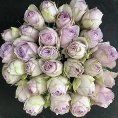 ア◯◯シア四季咲きバラ 入手困難 希少切花種 - メルカリ