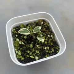 2025年最新】パンダガジュマル斑入りの人気アイテム - メルカリ