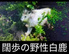極希少〜野性白鹿〜Mercari-SpeXial-frame仕様