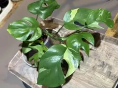 2026年最新】ラフィドフォラ パラゴンの人気アイテム - メルカリ