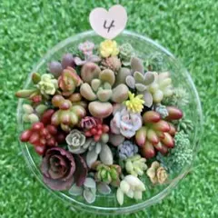 ☆多肉植物　セダムカット苗詰め合わせ④
