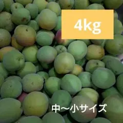 新鮮 青梅 生梅 梅酒 梅シロップ用のサムネイル