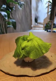 P.ridleyi Pakarang リドレイ パカラン 胞子培養株5個セット - メルカリ