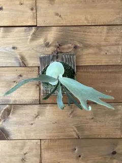 ビカクシダ YMDS Totoro HHRナーセリータグ付け #402 - メルカリ