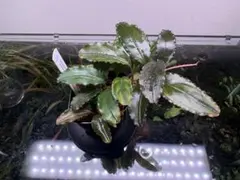 山水苑 Bucephalandra sp. 