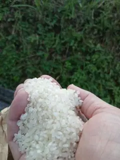 最終値下げ！農家直送 和歌山県産 にこまる 玄米15キロ 精米無料 令和7
