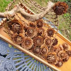 2025年最新】ヒマラヤ杉の松ぼっくりの人気アイテム - メルカリ