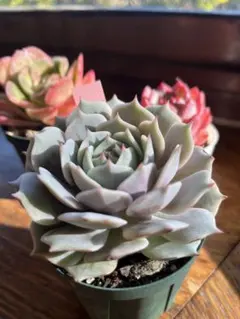 cedar.rose様 リクエスト 3点 まとめ商品