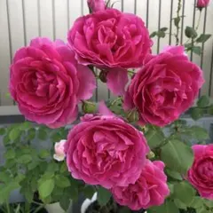 バラ苗 挿し木苗 つるバラ - メルカリ
