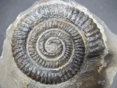 北海道アンモナイト異常巻き - メルカリ
