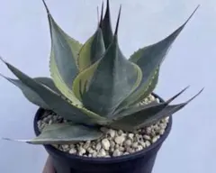 Hoya chinghungensis Variegated - メルカリ