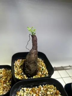 【根挿し】オペルクリカリア　ヒファエノイデスのサムネイル
