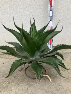 ※引き取り限定＊ 特大株‼︎‼︎ アロエバンバレニー 引き取り限定＊ 特大株‼︎‼︎ アロエバンバレニー - メルカリ