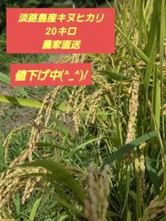 淡路島産キヌヒカリ20キロのサムネイル