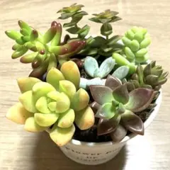 多肉植物 カット苗 詰め合わせ ゆうパケットポストミニ - メルカリ