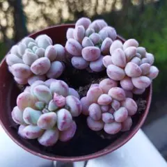 h.succulent様 リクエスト 2点 まとめ商品