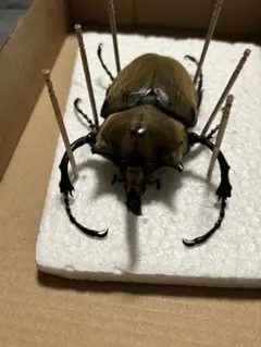 ヘラクレスタカクワイ 標本 飼育品 ヤマこっと - メルカリ