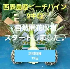 西表島産パイン】食べ比べセット ピーチ&スナック 9キロ - メルカリ