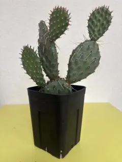 オプンチアOpuntia rhodantha v. nigra - メルカリ