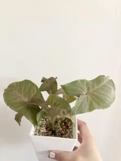 みかんかん様専用