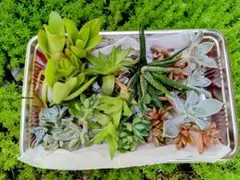 多肉植物 寄せ植え用 詰め合わせセット